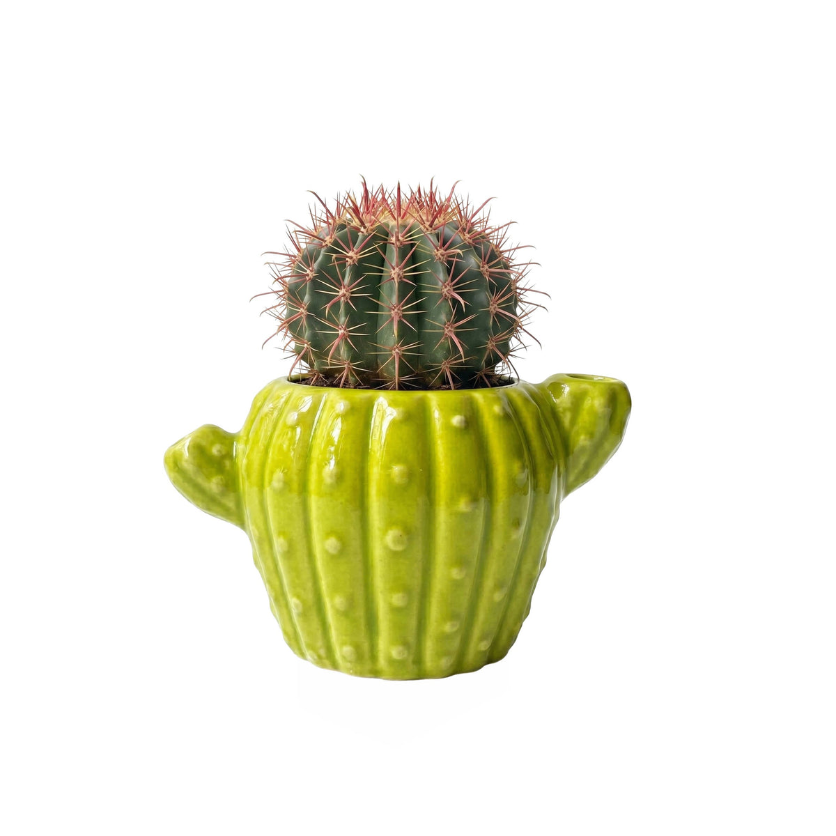 Classic Cactus Grow Kit | Terracotta Planter | Indoor Gift